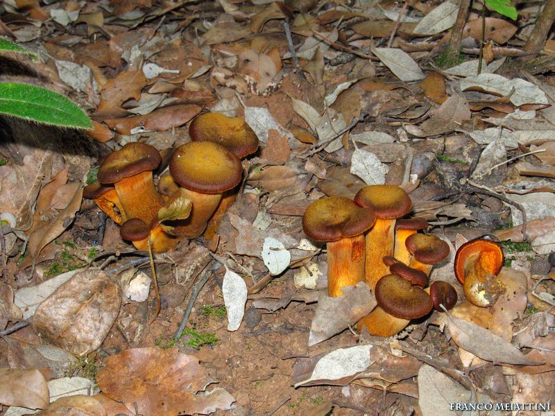 Omphalotus olearius sotto leccio